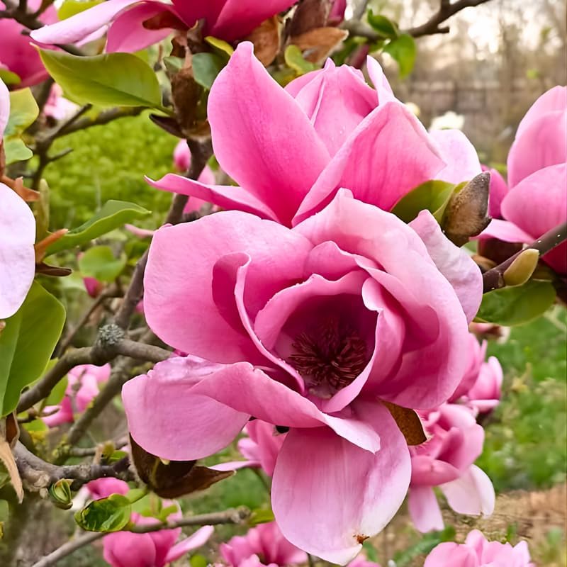 2 Jane Magnolia Trees Live Plants | Japanese Magnolia Tree Live Plant | 8–12 Inch Rooted Cutting Plants | Suitable for Yard Growing and Seasonal Flower Display