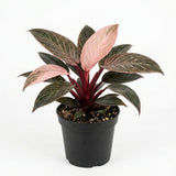 Philodendron Pink Princess Plant, 4" Pot, High-Vigor Low Maintenance Houseplant for Desks, Striking Pink Variegation & Green Foliage