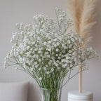 White Baby's Breath Plant, 3-4 Inch Bare Root Size, Low Maintenance Flowering Perennial for Sunny Landscapes