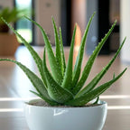 Aloe Vera Aloe Vera Live Plant for Planting in Size 2 Pot | Vibrant, Low-Maintenance Aleo Plant for Patio, Balcony & Indoor Spaces | Perfect for Plant Enthusiasts & Beginners