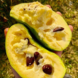 Pawpaw Tree Live Plant, 12 to 18 Inch Tall, Well-Rooted in 1 Quart Container, Cold-Hardy Edible Plant for Home Landscapes