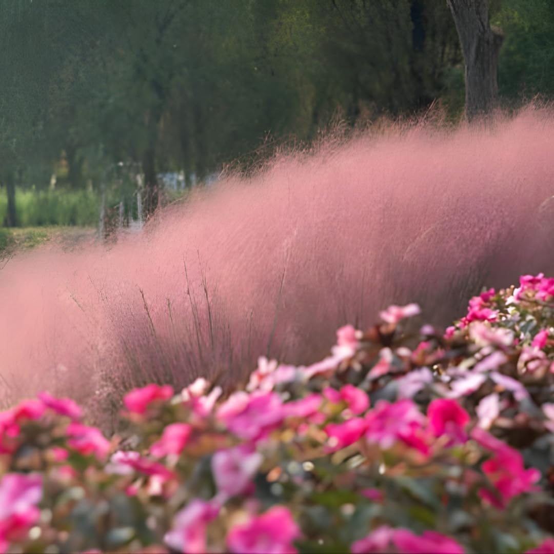 2 Pink Muhly Grass Live Plants, 4-Inch Tall Muhly Grass, Low Maintenance, Fast Growing, Ornamental Grasses Live Plants Perennial, Perfect for Garden Borders or Outdoor Planting