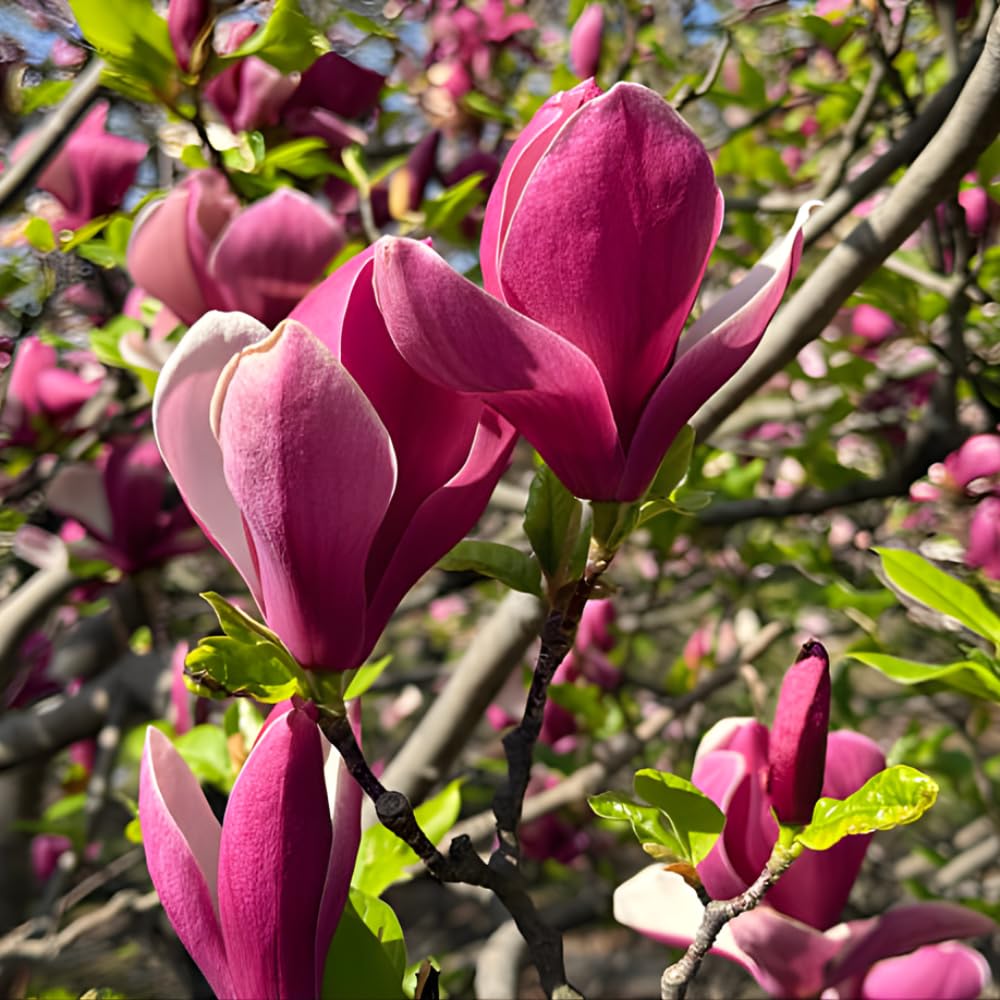 Ann Magnolia Tree Live, 12-18 Inch Tall in 2.5 Inch Pot, Low Maintenance Fragrant Multi-Petal Flowering Shrub for Small Yards and Focal Points