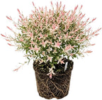 Japanese Dappled Willow Shrub Plant Live, 4 Inch Pot, Easy Care Salix Integra “Hakuro Nishiki”, Ornamental Deciduous Plant Ideal for Hedges, Borders & Outdoor Landscaping