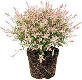 Japanese Dappled Willow Shrub Plant Live, 4 Inch Pot, Easy Care Salix Integra “Hakuro Nishiki”, Ornamental Deciduous Plant Ideal for Hedges, Borders & Outdoor Landscaping