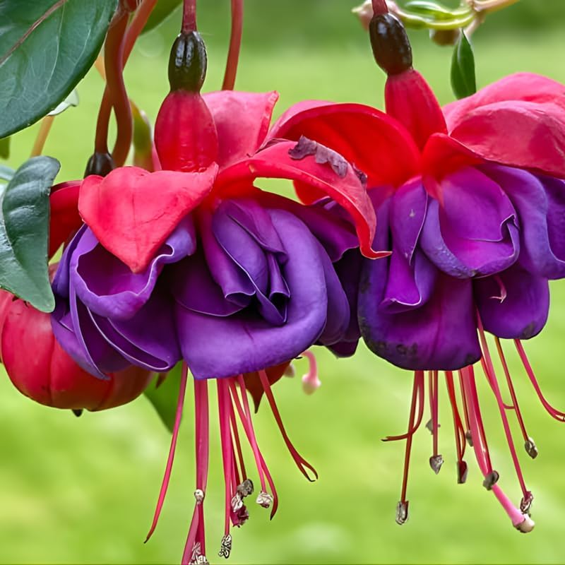 Fuchsia Plants Live, Gold and Red Foliage, 6-12 Inch Tall, Autumnale Variety, Fast Growing Deciduous Flowering Shrub, Well-Rooted Plant