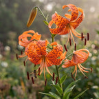 6 Tiger Lily Bulbs, Easy to Grow Summer Flowering Perennial, Low Maintenance Cold-Hardy Bulbs for Sunny Spots