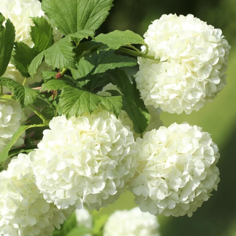 2 Japanese Snowball Bush for Planting – 6–12 Inch Live Viburnum Plant Live | Hardy White Blooming Plants for Borders & Landscapes