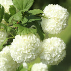 2 Japanese Snowball Bush for Planting – 6–12 Inch Live Viburnum Plant Live | Hardy White Blooming Plants for Borders & Landscapes