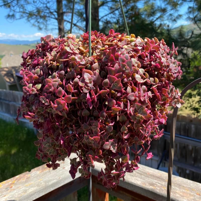 Calico Kitten Succulent Live in 4 Inch Pot | Pink Variegated Trailing Plant | Great for Window Ledges, Office Corners, and Compact Plant Displays