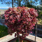 Calico Kitten Succulent Live in 4 Inch Pot | Pink Variegated Trailing Plant | Great for Window Ledges, Office Corners, and Compact Plant Displays