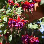 2 Fuchsia Plants Live, Gold and Red Foliage, 6-12 Inch Tall, Autumnale Variety, Trailing Flowering Plant, Ideal for Hanging Baskets