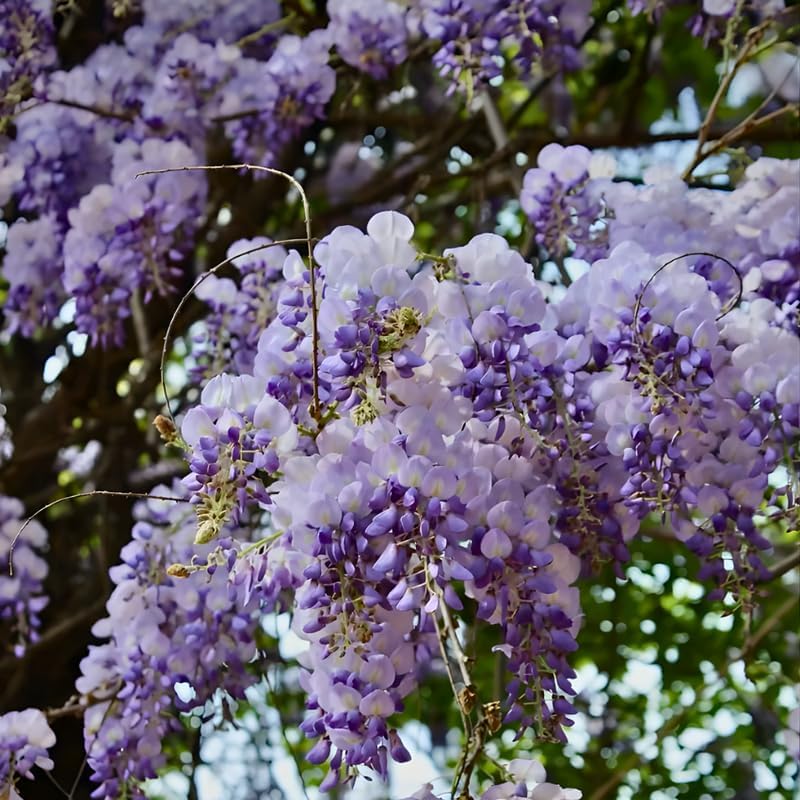 5 Purple Wisteria Live Plant 12-24 Inch, Amethyst Wisteria with Purple Blooms, Fast-Growing Fragrant Flowering Vine, Perfect for Home Décor & Garden Entrances