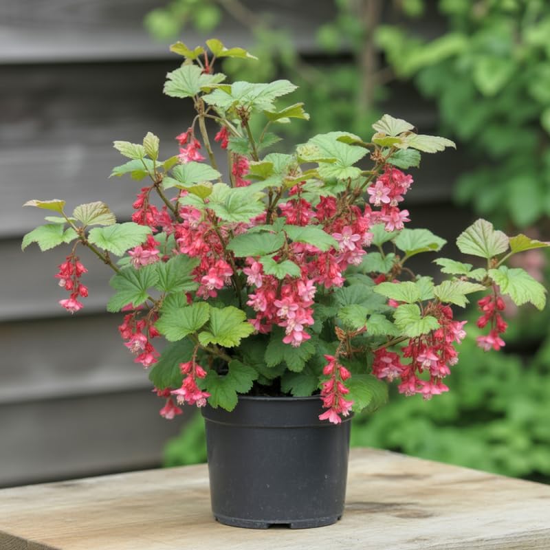 Flowering Currant Plant Live, 7 Inch Bare Root Size, Low Maintenance Deciduous Shrub for Small Yards