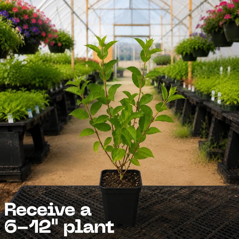 Little Quick Fire Hydrangea Plants Live, Live Hydrangea Plant in Quart Pot, Well-Rooted Cold-Hardy Shrub, Two-Toned Blooms for Gardens