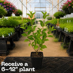 Little Quick Fire Hydrangea Plants Live, Live Hydrangea Plant in Quart Pot, Well-Rooted Cold-Hardy Shrub, Two-Toned Blooms for Gardens
