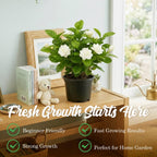 Grand Duke Jasmine Plant 5-8 Inch Tall Starter, Fragrant Double Bloom Arabian Jasmine for Patios and Home Gardens
