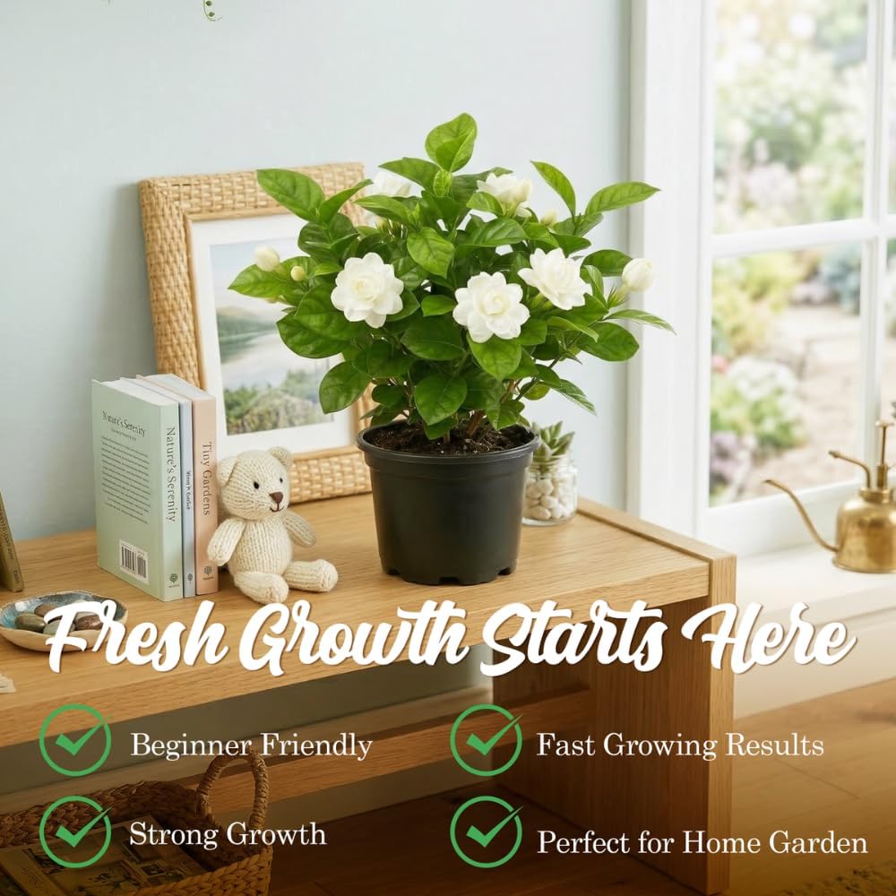 Grand Duke Jasmine Plant 5-8 Inch Tall Starter, Fragrant Double Bloom Arabian Jasmine for Patios and Home Gardens