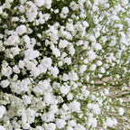 Baby's Breath Live Plant, 3-4 Inch Tall Bare Root Starter, White Flowering Perennial for Garden Borders