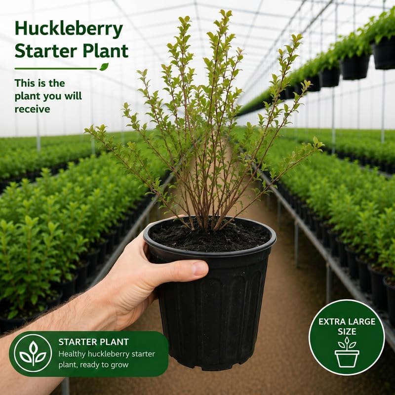 Large Huckleberry Plant Live for Planting in Pot, Easy Care, Native Berry Bush with Sweet Edible Fruit, Suitable for Outdoor Garden & Borders