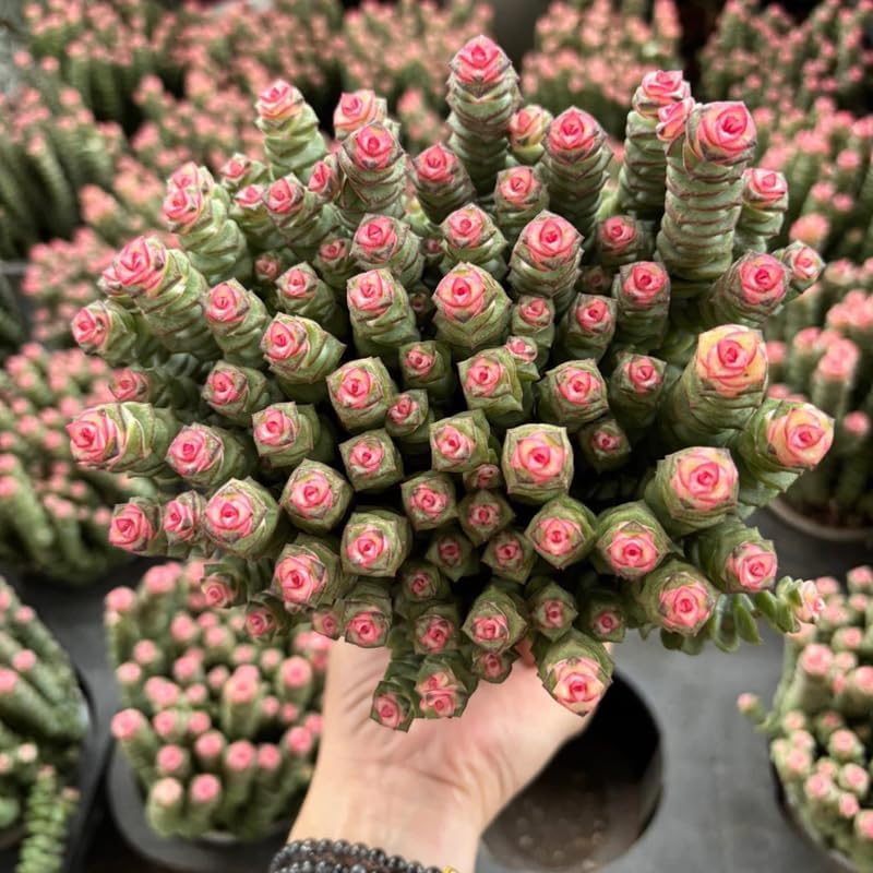 Rare Baby’s Necklace Succulent Live Plant in 4" Inch Pot | Crassula rupestris with Stacked Leaves | Low-Maintenance Indoor Plant