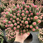 Rare Baby’s Necklace Succulent Live Plant in 4" Inch Pot | Crassula rupestris with Stacked Leaves | Low-Maintenance Indoor Plant