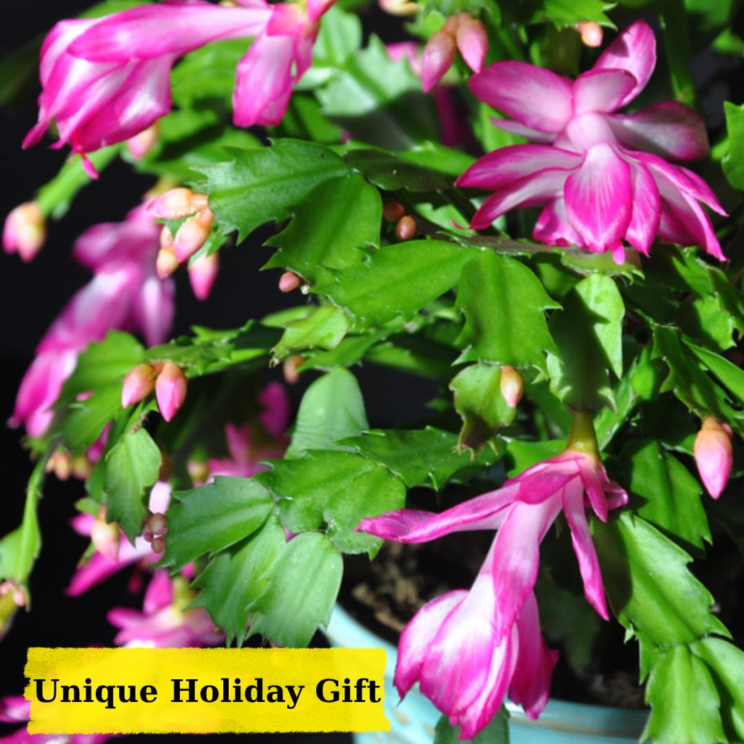 2 Orange Christmas Cactus Plant Live | 3 to 4 Inch Tall Indoor | Housewarming Friendship Gifts for Women Best Friend Presents for Mom Birthday Gift for New Home