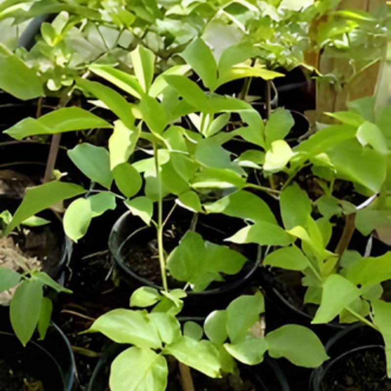 2 Elderberry Live Plants | 8-12 Inches Bare Root Rooted Cuttings | Black Sambucus Deciduous Fruit Shrub | Well-Rooted for Outdoor Garden and Landscape