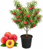 (No Ship to CA,HI,AK) Flordaking Peach Tree Live Plant, 3 Gallon Pot - 3 Ft Tall, Sweet & Juicy Peaches, Self-Pollinating Fruit Tree for Backyard Orchards & Patio Landscaping
