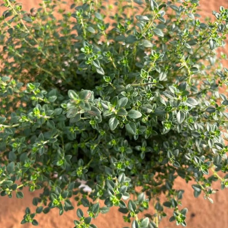 Lemon Thyme Plant, 4 Inch Size, Low Maintenance Edible Groundcover for Sunny Kitchen Gardens and Patios