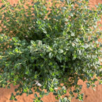 Lemon Thyme Plant, 4 Inch Size, Low Maintenance Edible Groundcover for Sunny Kitchen Gardens and Patios
