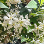 Confederate Jasmine Live Plant, 8 Inch Tall Starter, Fragrant White Flowering Vine for Trellises and Fences