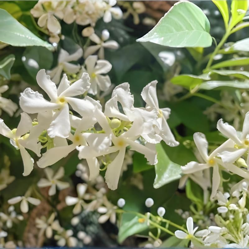 Confederate Jasmine Live Plant, 8 Inch Tall Starter, Fragrant White Flowering Vine for Trellises and Fences