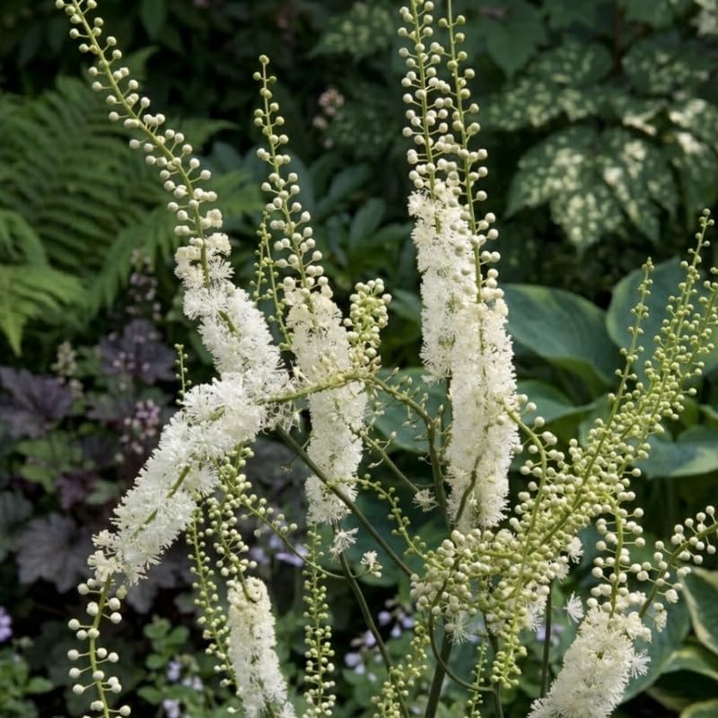 10 Black Cohosh Roots Plant (Bugbane), Shade Loving Actaea Racemosa, Low Maintenance Elegant White Flowering Plant for Outdoor Gardens & Landscapes
