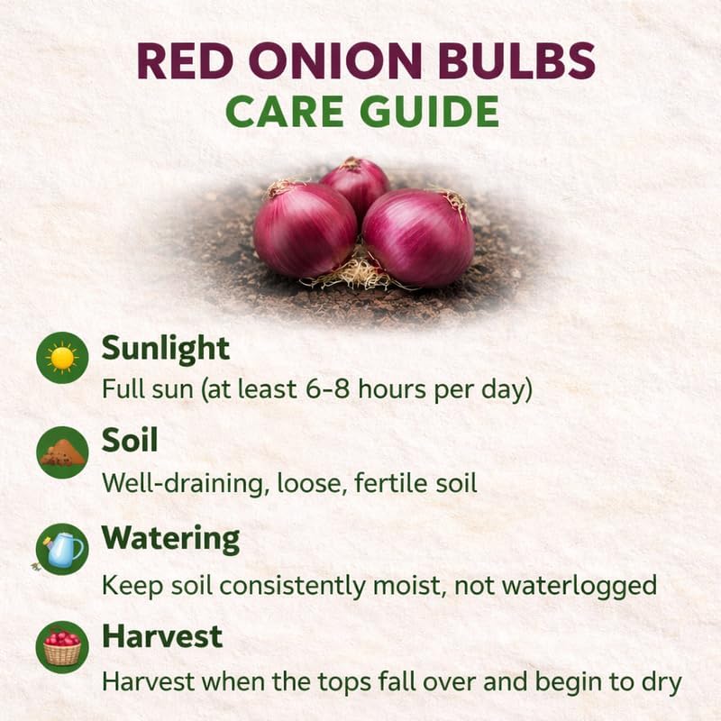100 Red Onion Sets Bulbs, 100 Counts, Heirloom Onion Bulbs, Non-GMO, Easy to Grow Vegetable for Garden and Cooking Use