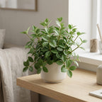 Peperomia Live Plant, Peperomia Beetle, Houseplant in 4'' Inch Pot, Easy Indoor Plant Live for Shelves, Desks & Small Spaces
