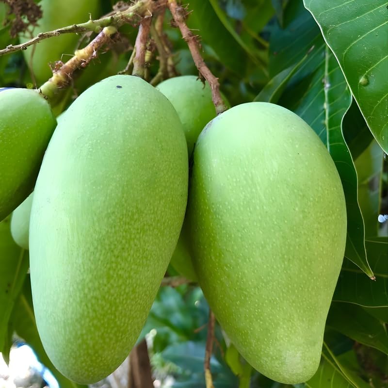 Keo Savoy Mango Trees Live Plants 2.5–3 Ft | Rich Sweet Mango Variety | Tropical Fruit Tree for Outdoor Growing | No Ship to CA, HI, AK