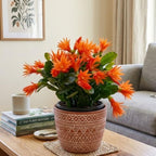 Orange Easter Cactus Plants Live, Spring Cactus Plant 3 Inch Tall, Compact Flowering Easter Cactus, Low Maintenance Indoor Houseplant for Modern Décor