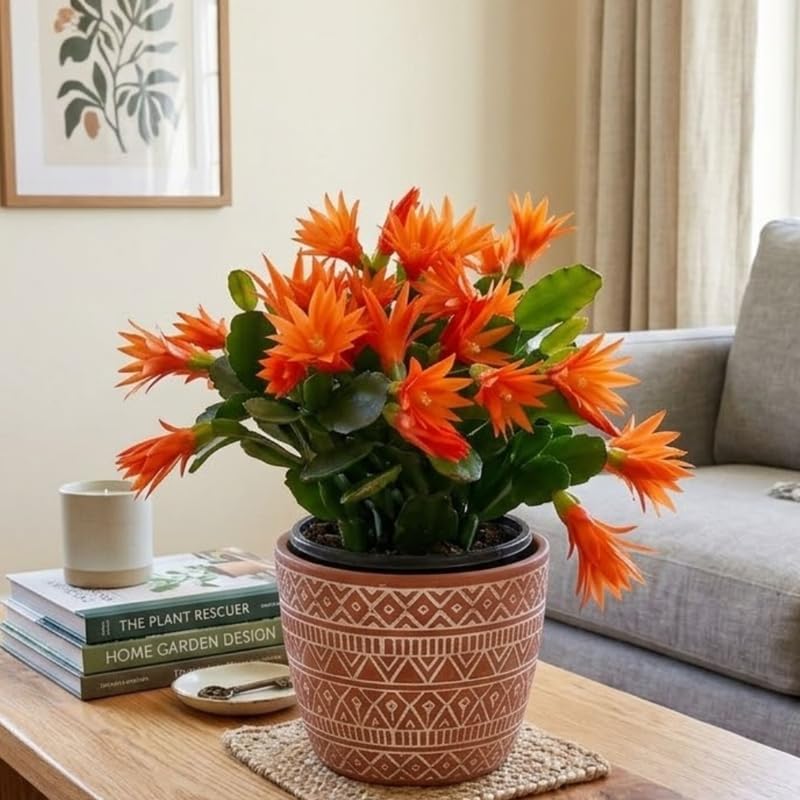 Orange Easter Cactus Plants Live, Spring Cactus Plant 3 Inch Tall, Compact Flowering Easter Cactus, Low Maintenance Indoor Houseplant for Modern Décor