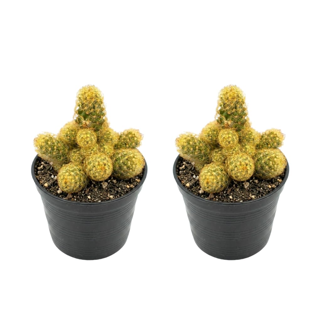 2 Live Cactus Plants Gold Ladyfinger Mammillaria Elongata, 4" Pot, Fully Rooted, Low Maintenance Rare Succulent Plant Live, Ideal for Succulent Collections & Indoor Décor