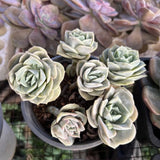 2 Live Succulent Plant Lovely Rose Succulent, 2" Potted Plant, Easy Care Greenery, Rose-Like Foliage for Home Decor and DIY Projects