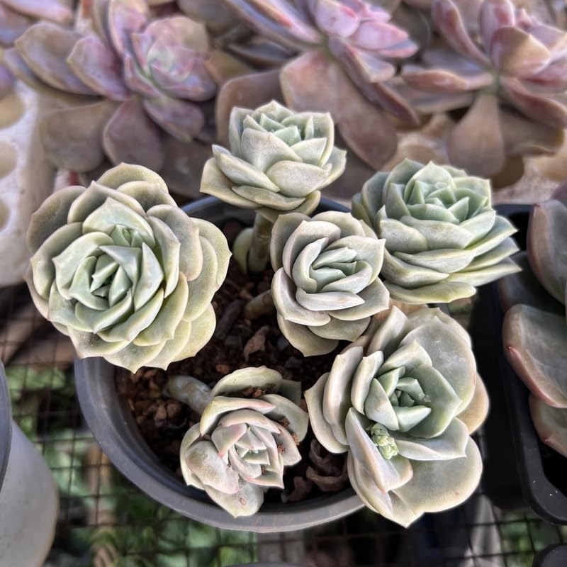 2 Live Succulent Plant Lovely Rose Succulent, 2" Potted Plant, Easy Care Greenery, Rose-Like Foliage for Home Decor and DIY Projects