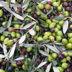 Arbequina Olive Tree for Planting (2.5–3 Feet) | Live Potted Olive Tree | High-Yield, Hardy Variety | No Ship to CA,HI,AK