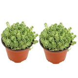 2 Sedum Dasyphyllum Major Succulent Plants, 4 Inch Pot Sedum Plant Live, Hardy, Easy Care Indoor Houseplant, Ideal for Home Décor & Gifts