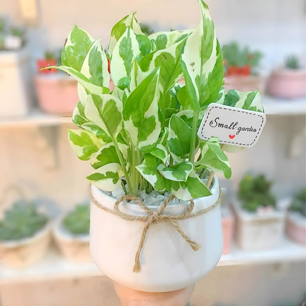 N’Joy Live Pothos Plant in 4 Inch Pot | Epipremnum Aureum Indoor Plant with Stunning White Variegation | Low Maintenance Pothos for Office & Indoor Garden Décor