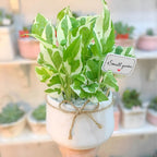 N’Joy Live Pothos Plant in 4 Inch Pot | Epipremnum Aureum Indoor Plant with Stunning White Variegation | Low Maintenance Pothos for Office & Indoor Garden Décor