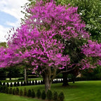 10 Live Eastern Redbud Tree 6–12” Inch Tall for Planting | Beautiful Ornamental Redbud for Home, Garden, Yard & Outdoor Landscaping | Low-Maintenance, Easy-Grow Starter Plant