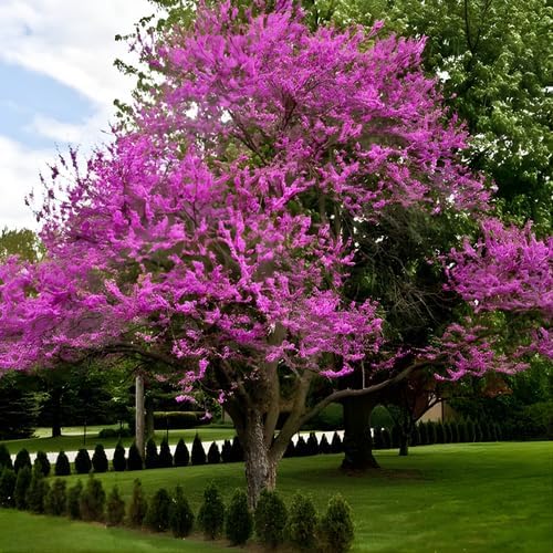 10 Live Eastern Redbud Tree 6–12” Inch Tall for Planting | Beautiful Ornamental Redbud for Home, Garden, Yard & Outdoor Landscaping | Low-Maintenance, Easy-Grow Starter Plant