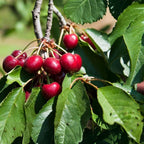 (No Ship to CA,HI,AK) Cherry Tree – Stella Cherry, 2-3 Ft Tall in 3 Gal Container, Cold-Hardy Edible Fruit Tree for Large Pots and Landscapes