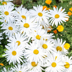 2 Ox-Eye Daisy Plants Live for Planting, 3-Inch Pot, Established Live Flowering Plant, Drought Tolerant White Daisy for Sun and Borders